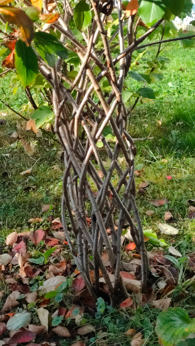 28.09.23 Рябина черноплодная (арония) Рубина