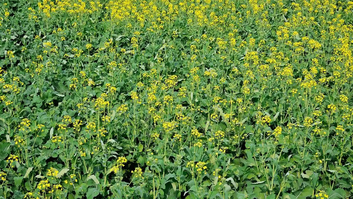 Вы могли наблюдать поля, усеянные желтыми маленькими цветочками, это как раз и есть горчица. 