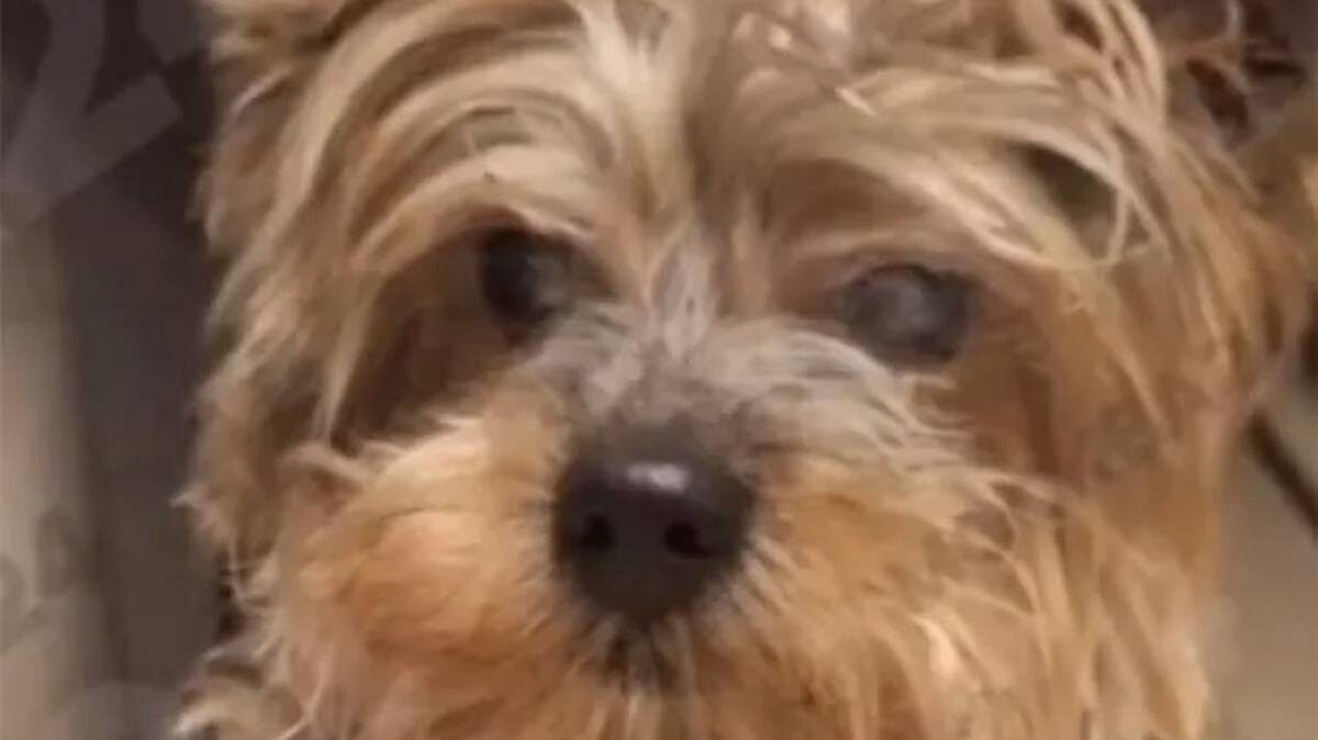    Фото: Скриншот / «Москва 24» / Telegram