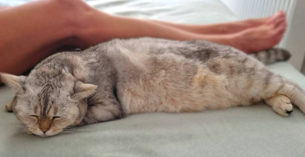 Кот с вами больше не спит? Пять физиологических причин без драмы и обид