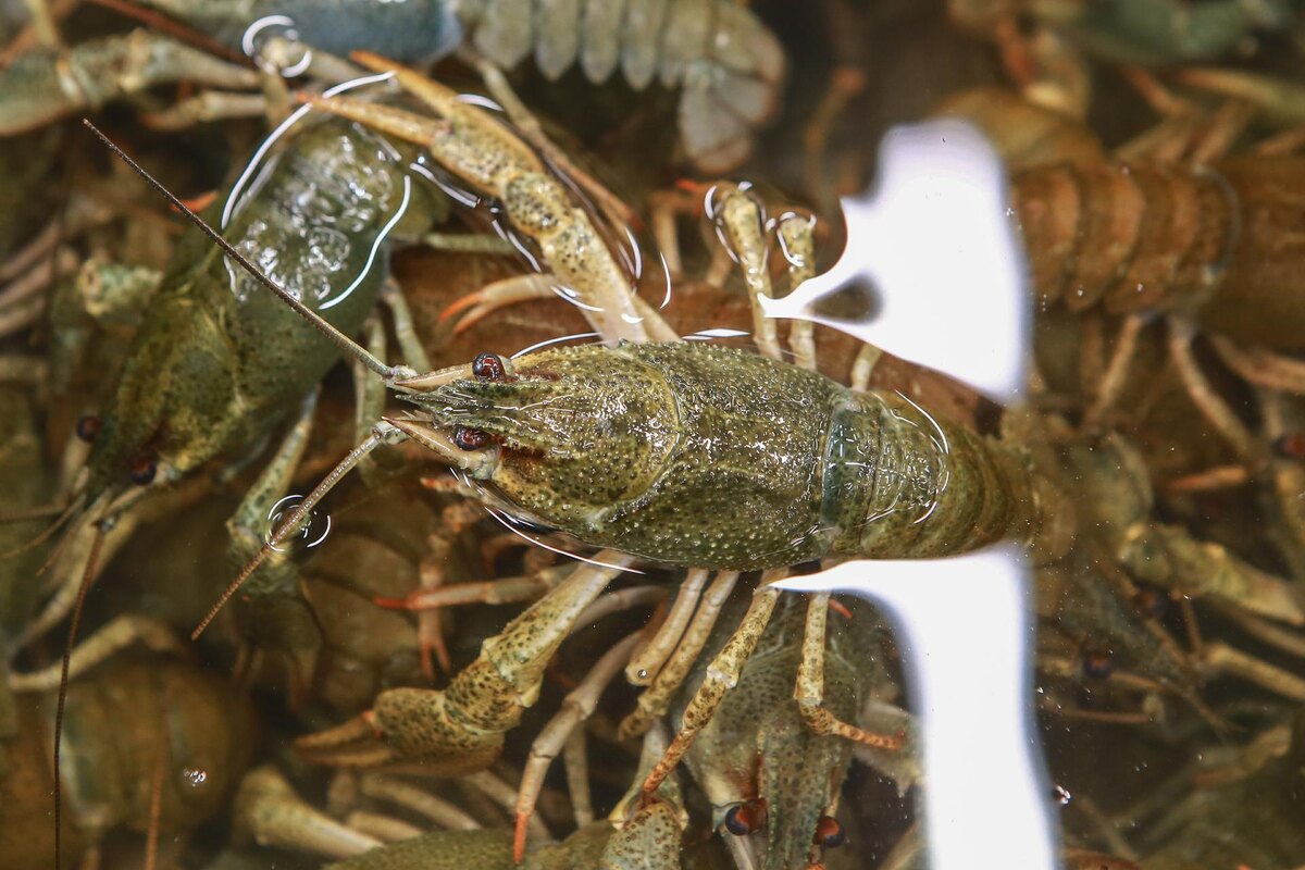 Автор фото: Сергей Коньков / "ДП"
