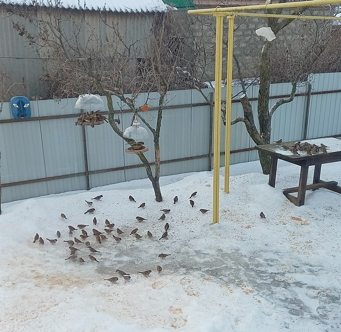 Фото автора. Просо, семечки, сало. Помогаю выжить птичкам, а они помогают мне...