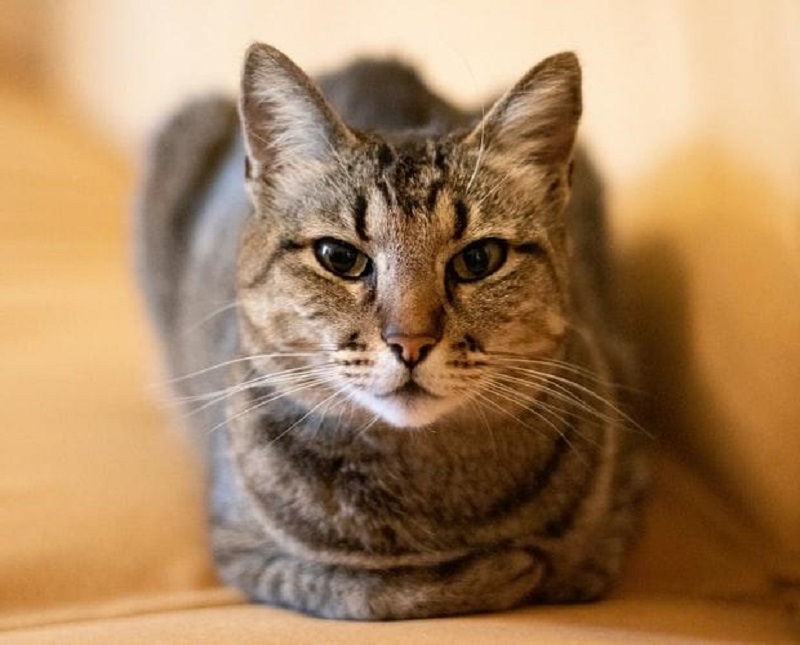 Мочекаменная болезнь у котов: реальная история, личный опыт и советы, которые помогут вашему пушистому другу