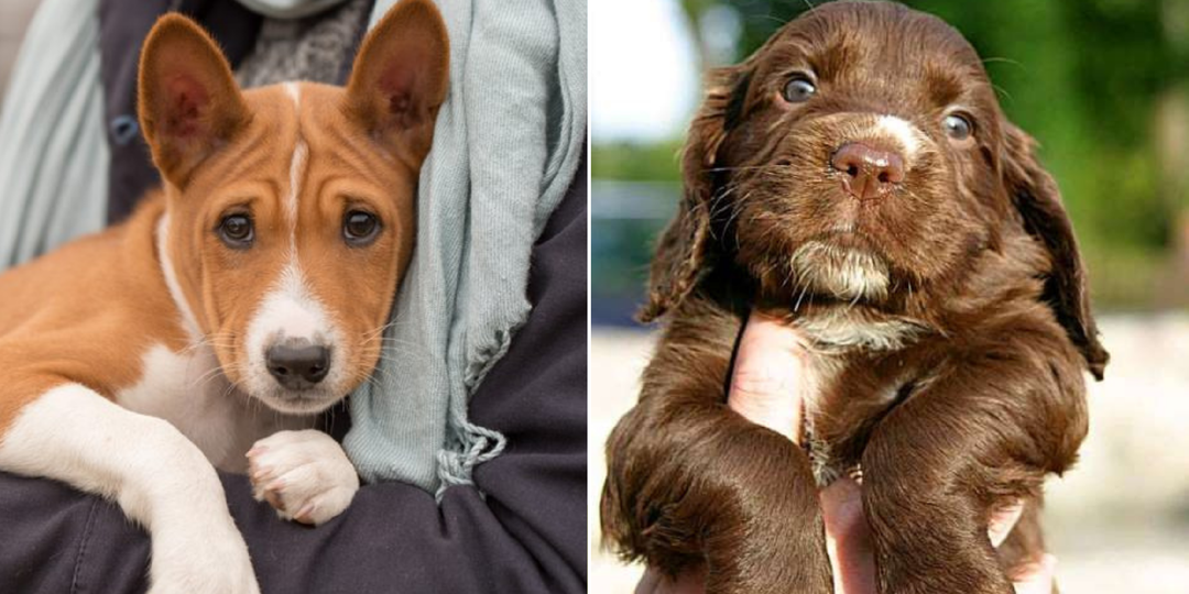 7 пород, которых стараются не заводить: чем они плохи