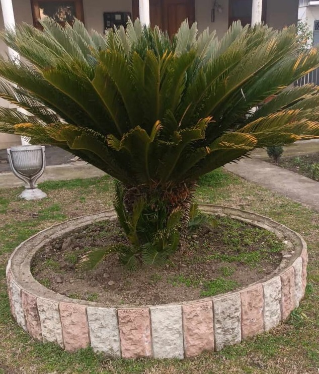 12.02.24 Саговая пальма Sago Palm  (Тбилиси)