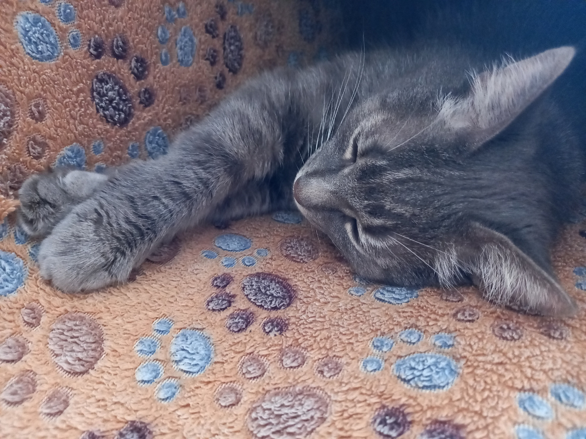 Кот спит, ему никуда не надо. Фото автора.