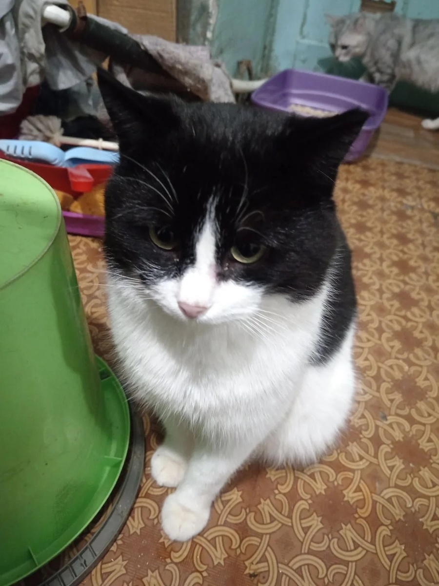 Микс. Фото https://vk.com/wall-189121256_15873