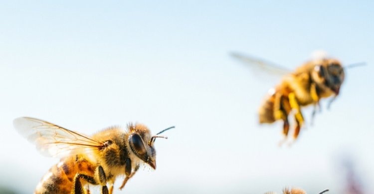    Фото: Медведева Анна, AgroXXI.ru