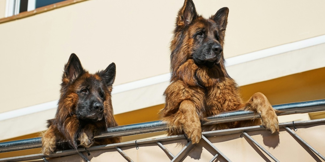 Стоит ли должнику бояться судебного приказа