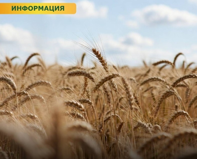    Фото ТГ-канала Минсельхозпрода РО Татьяна Пшеничная