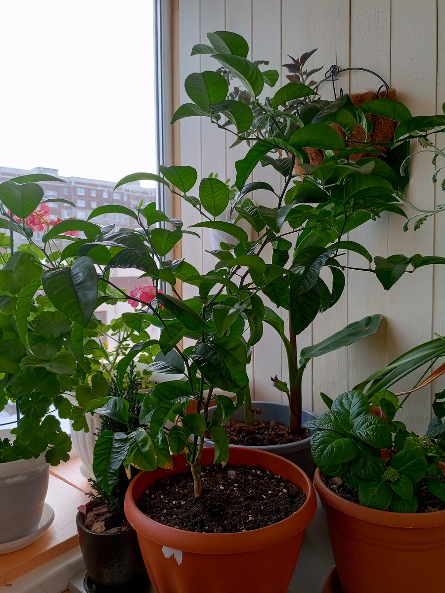 Мандарин из косточки