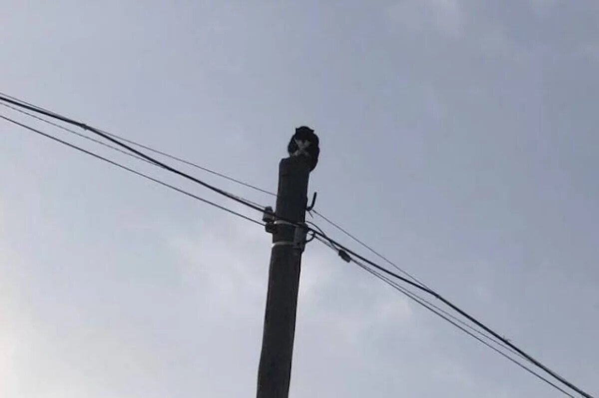    В Кузбассе спасатели достали кошку, два дня сидевшую на столбе