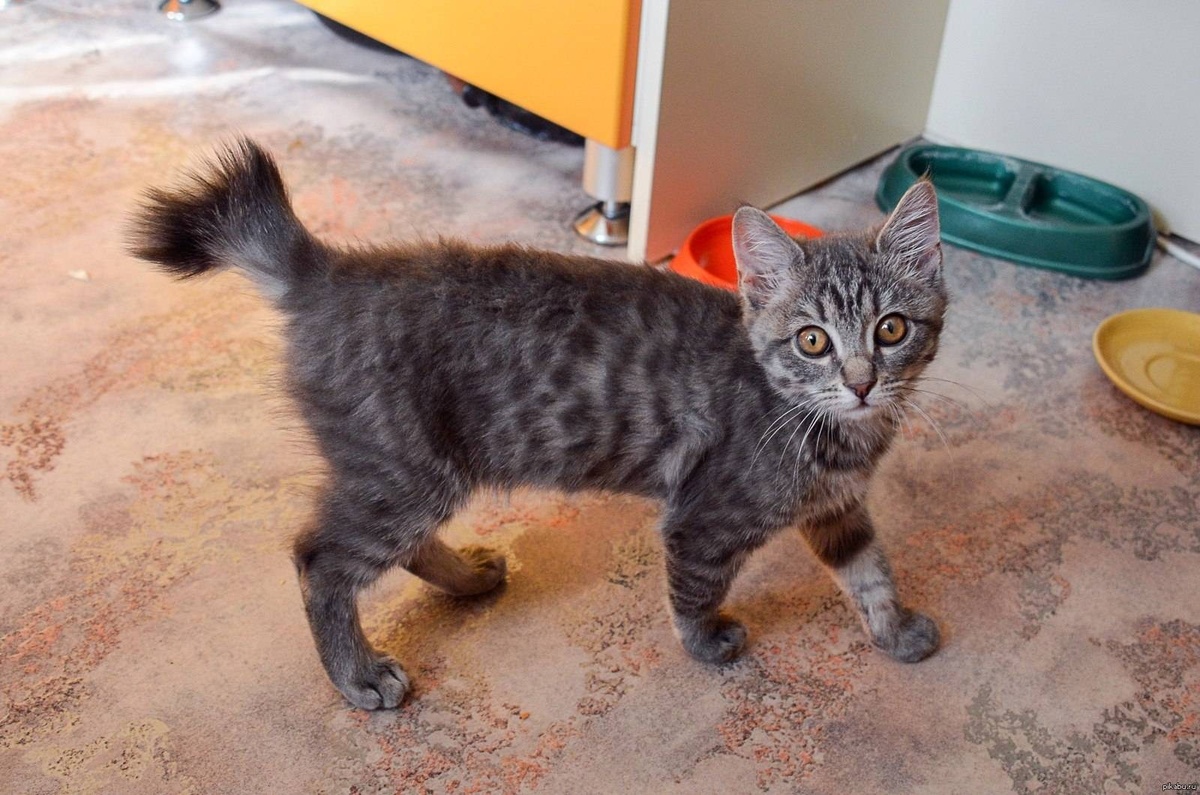 Перелом хвоста у котов: вся правда о переломах, лечении и опасностях, о которых должен знать каждый владелец