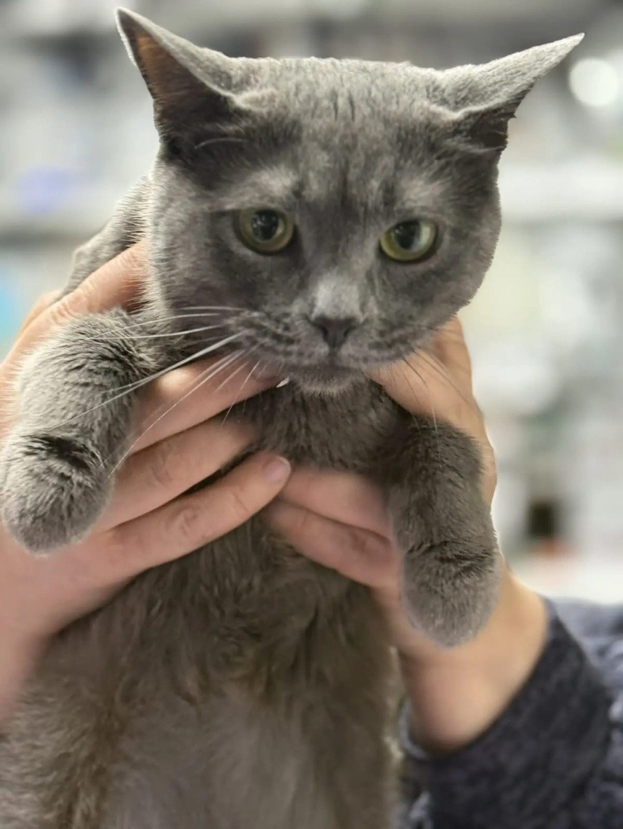 Опять меня куда-то передают