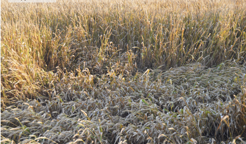 Фото автора. Июнь 2023. Озимая пшеница на краю поля.