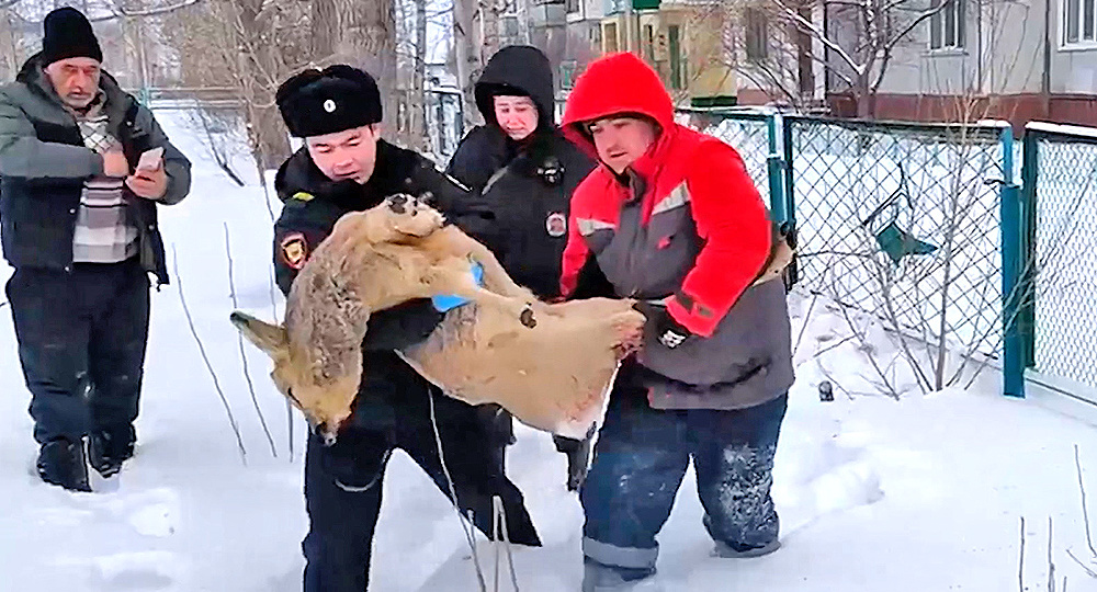 Косулю отбили от стаи бездомных собак в Красноярском крае