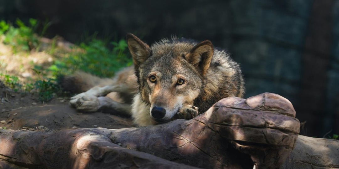 Бабушка укрыла волка от охотников: история спасения хищника из Тихвина