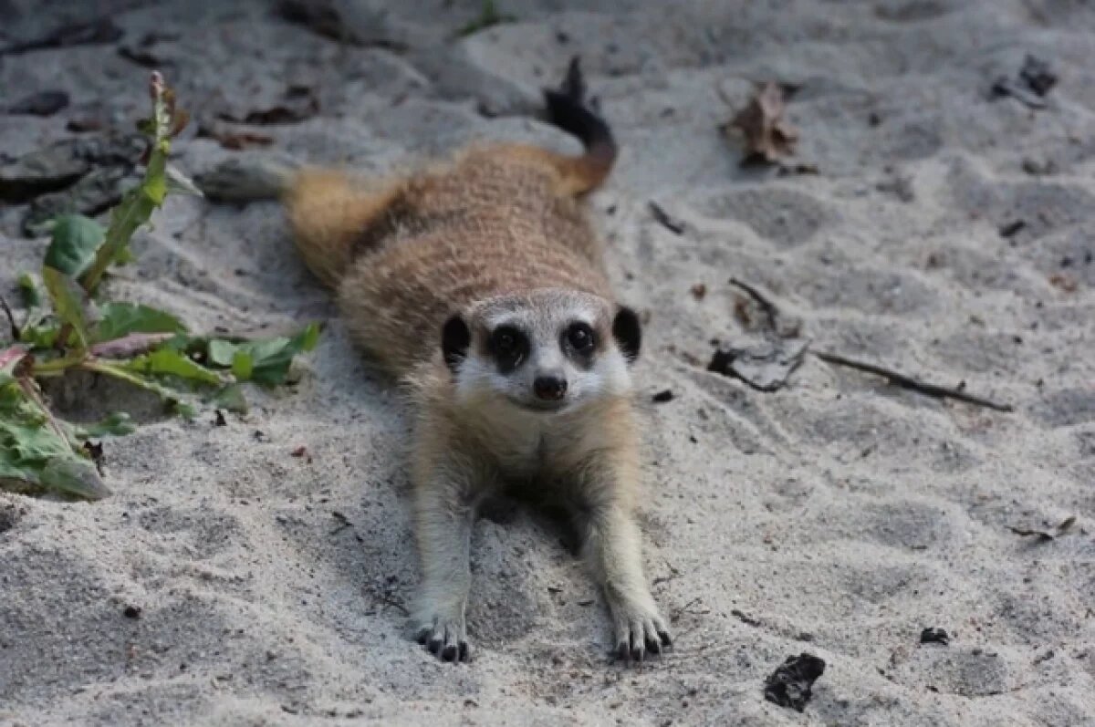    Калининградский зоопарк рассказал жителям о сурикатах