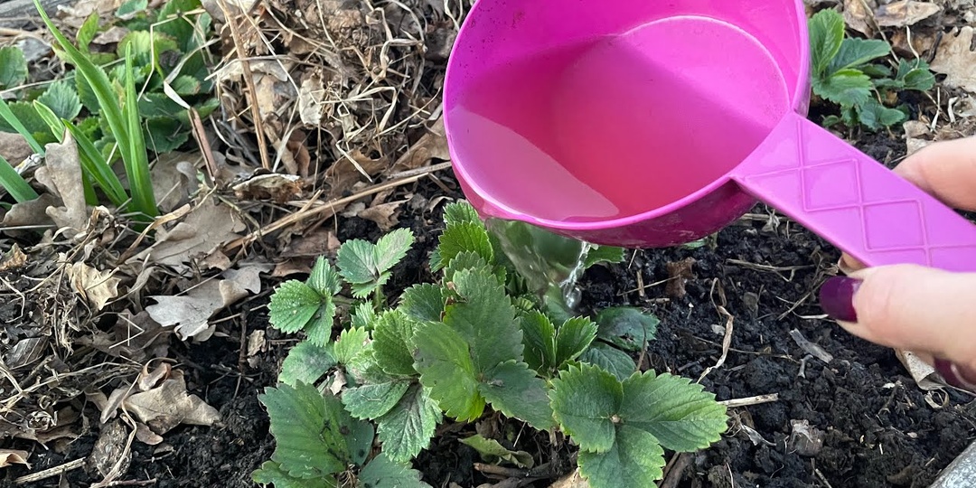 Чем подкормить клубнику и крыжовник после схода снега