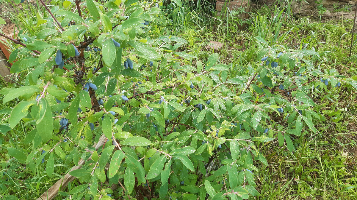 Жимолость, урожай 2025