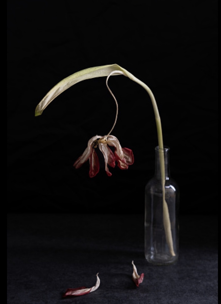 Даже растения, посаженные в этот день, довольны немпременно засохнуть. Фото из сети