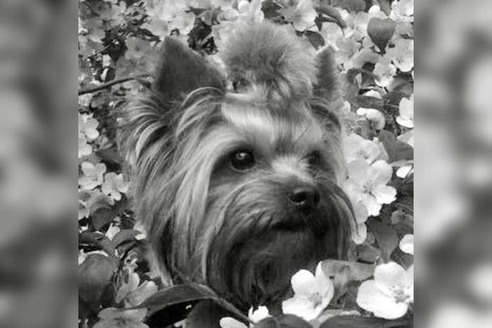 Обложка © Telegram / Москва 24