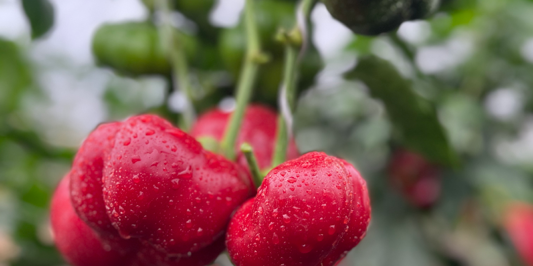 Вкусные и интересные новинки СЛАДКОГО ПЕРЦА 2026 от Агрофирмы Аэлита!