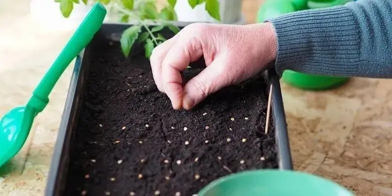 Haчинаем ceть с фeвраля
Февраль
1–20 февраля — высеваем на рассаду семена корневого и черешкового сельдерея.
10–28 февраля — сеем перец и баклажаны на рассаду, а также высокорослые и среднерослые томаты (120–180 см) для плёночных и остеклённых теплиц.
1–28 февраля — продолжаем посев огурцов для выращивания на подоконнике, высаживаем лук-репку на перо в ящики.
С 20 февраля — начинаем посев зелени для выращивания на подоконнике.
Март
1–10 марта — высеваем на рассаду лук-порей и лук-чернушку, продолжаем посев томатов, перца и баклажанов для плёночных теплиц.
10–20 марта — сеем низкорослые томаты (50–70 см) на рассаду для открытого грунта.
15–20 марта — высеваем семена брюссельской капусты.
20–25 марта — сеем на рассаду ранние сорта белокочанной капусты.
25–30 марта — высеваем среднепоздние сорта белокочанной капусты, а также цветную, савойскую, краснокочанную капусту, кольраби и брокколи.