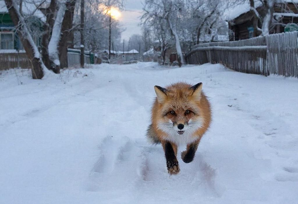    Дикая лиса в селе — опасный знак! Животное с большей долей вероятности больно бешенством. Будьте осторожны!/ фото создано с помощью нейросетей в качестве иллюстрации