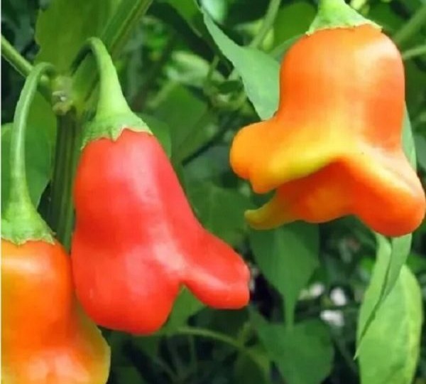 Перец Красный колокольчик: необычная форма и универсальный вкус