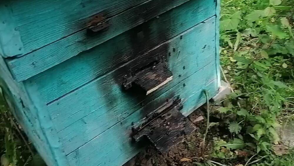    Фото: УМВД по Брянской области