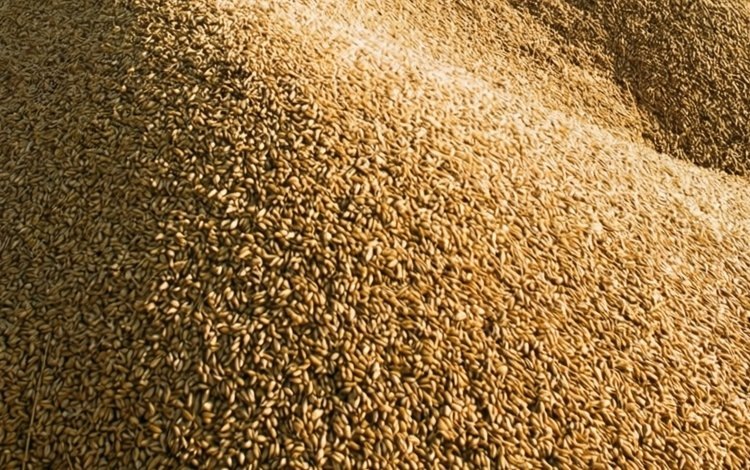    Фото: Медведева Анна, AgroXXI.ru