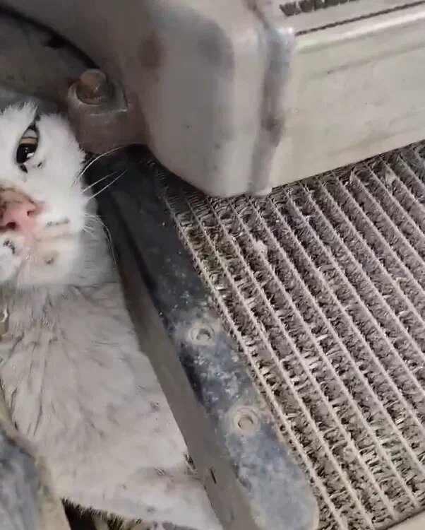 Скриншот видео регионального оператора "Рифей"