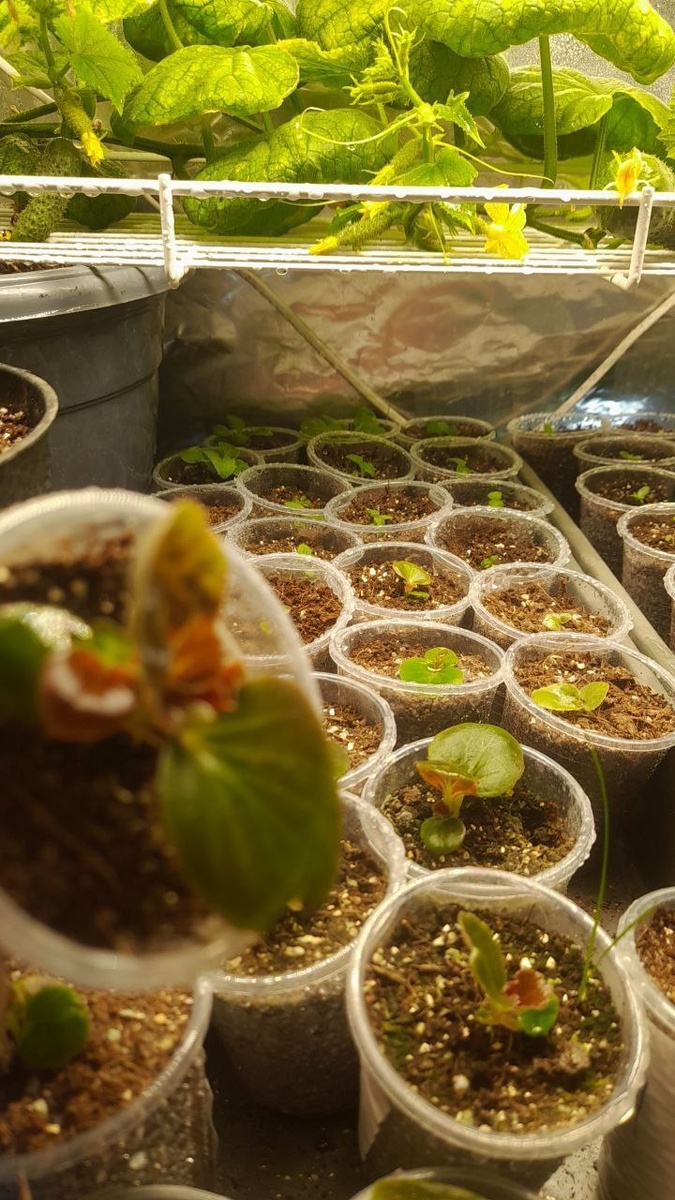 Как вырастить бегонии из семян