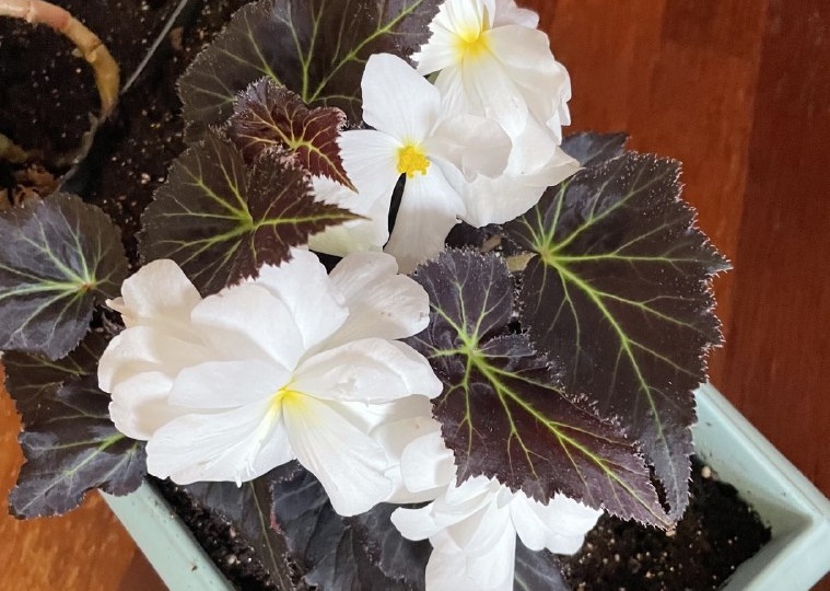 Выращивание бегоний из семян: подробное руководство для начинающих и опытных цветоводов.