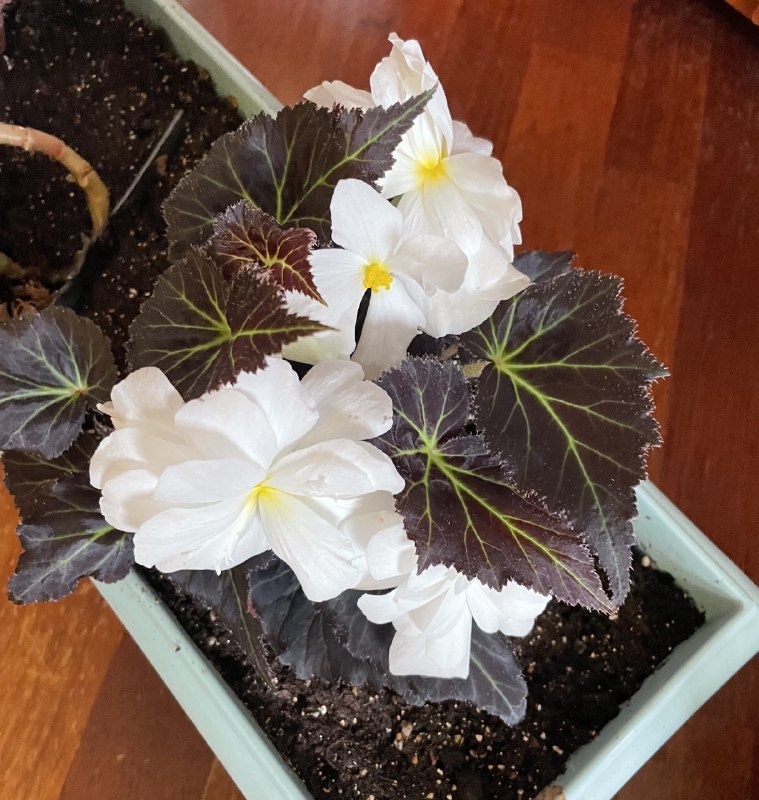 Как пересаживать бегонию