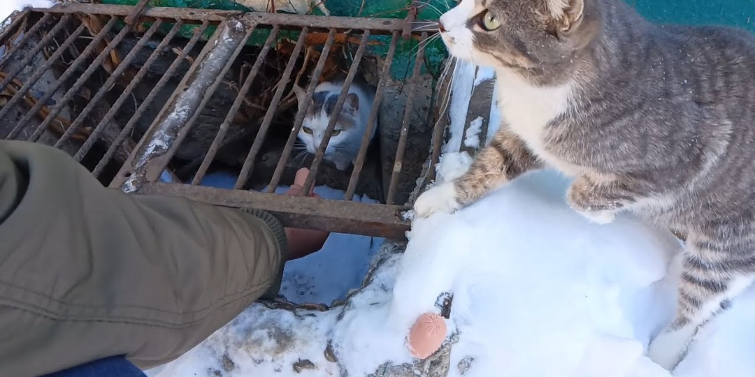 Зоосадисты написали мне очередной ехидный комментарий