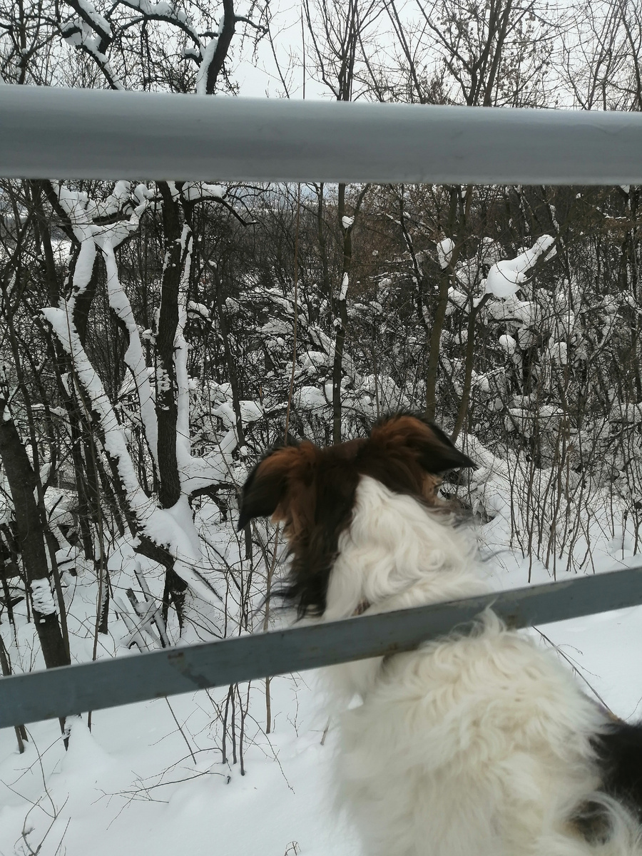 Гусар обозревает