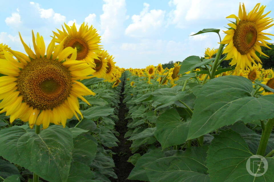    фото: "Городские вести"