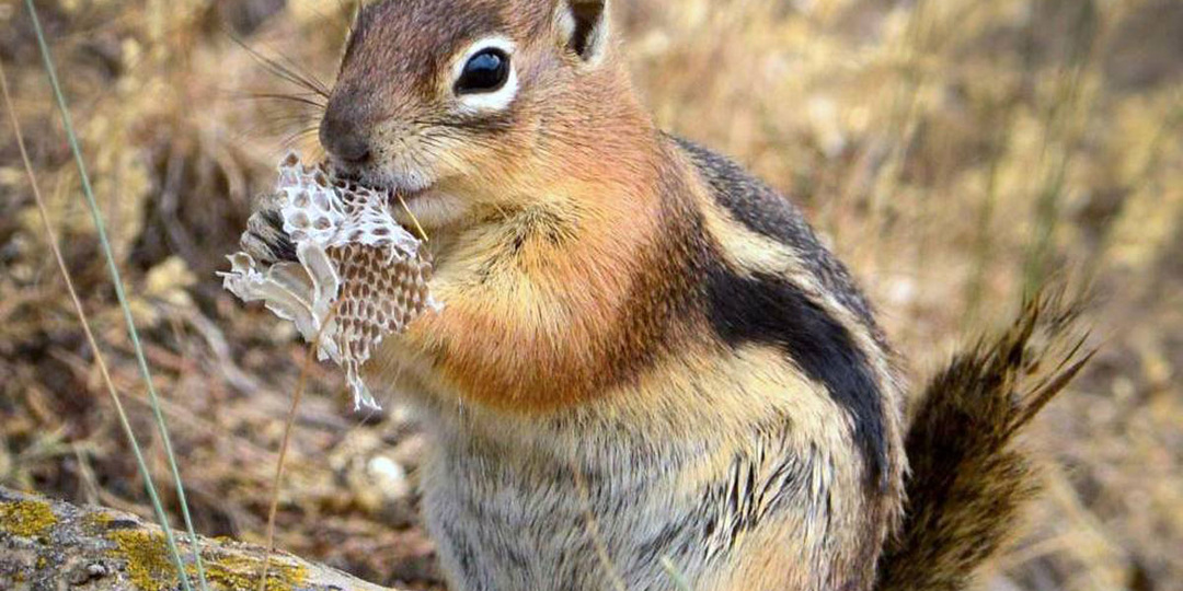 Зачем белки жуют змеиную шкуру и другие интересные факты