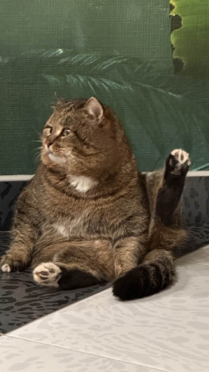 Лесной кот Барсик