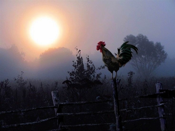 Деревенский будильник. Фото из открытых источников.
