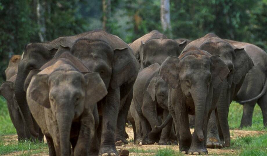 Тайна маленького гиганта: карликовые слоны с острова Борнео