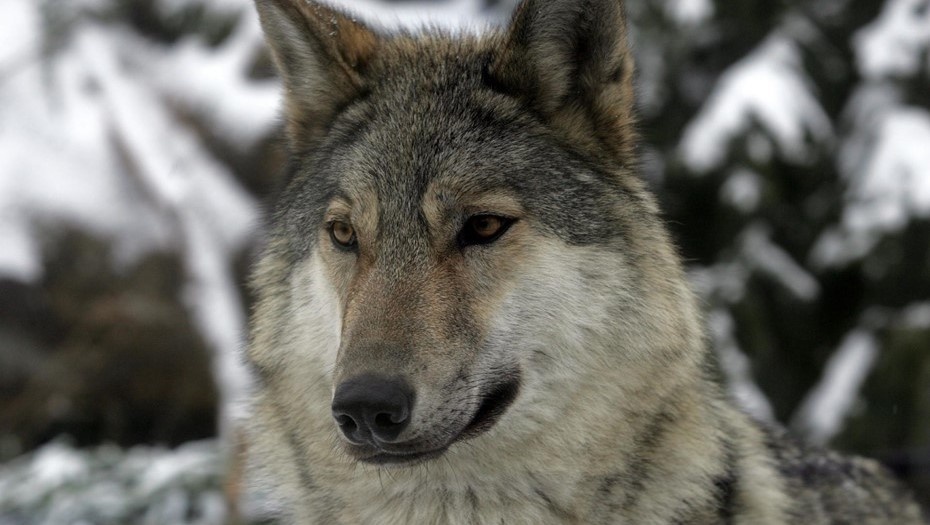    Волк. Автор фото: Евгений Асмолов / Trend
