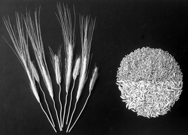 Рис. 1. Колосья однозернянки (слева), зерна в оболочке (справа снизу) и молотые ядра (справа сверху)