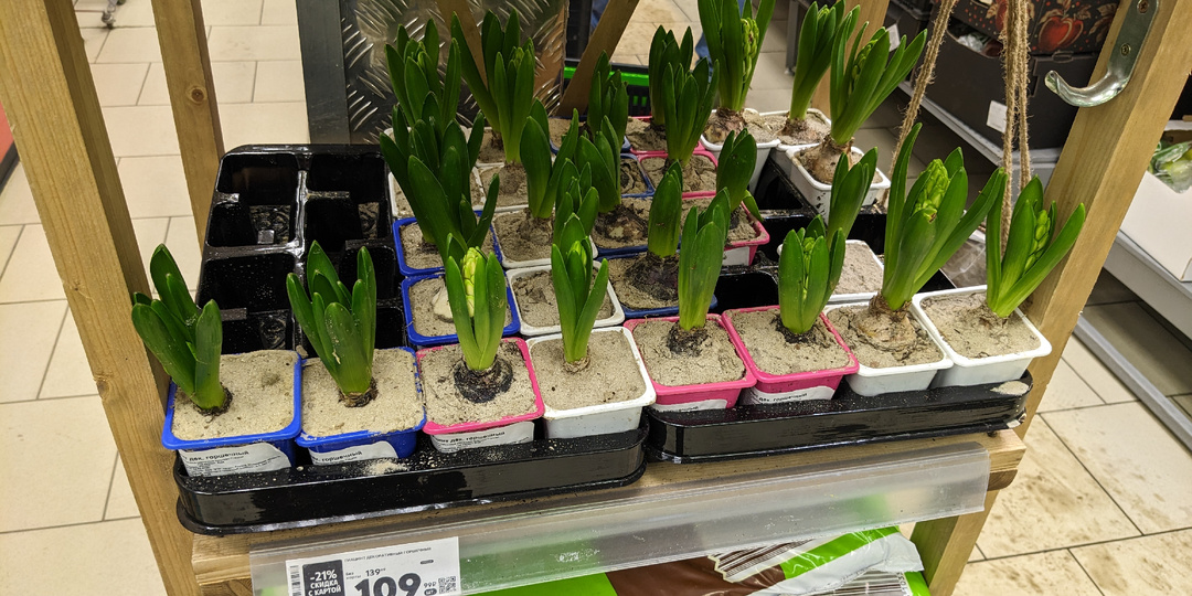 В "Пятерочку" завезли садовые товары и уже их разбирают