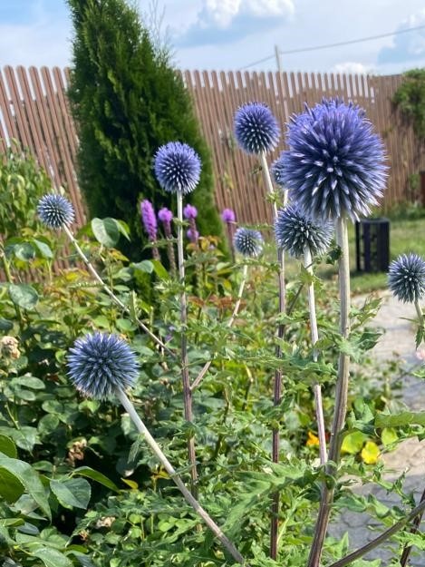 Мордовник шароголовый в саду, фото автора