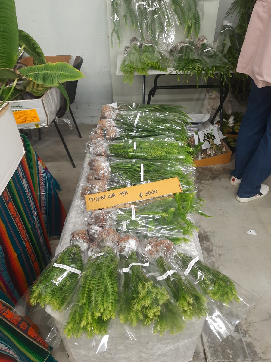 Прилавок на выставке.