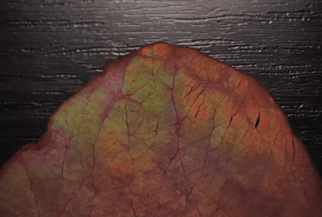 Пример «радужного» мяса