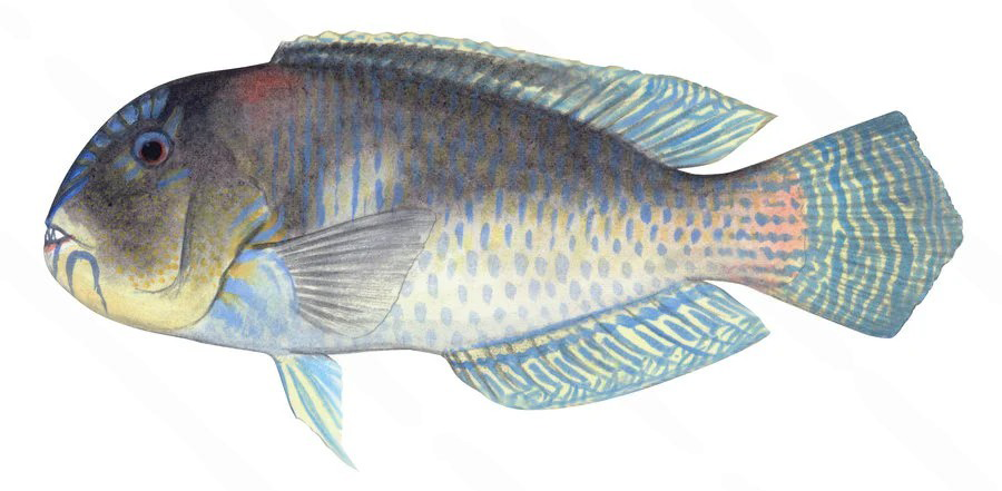 Choerodon cephalotes